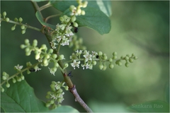 Embelia tsjeriam-cottam